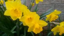 Spring Daffocils