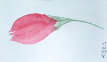 Watercolour rose in memory of Shannnon Gall