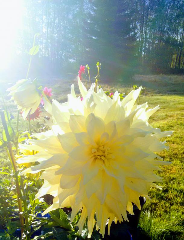 Dahlia in the sun