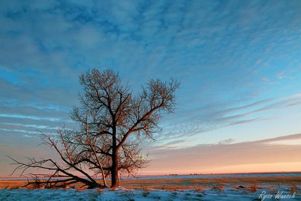 Lonely tree standing out against a blue sky