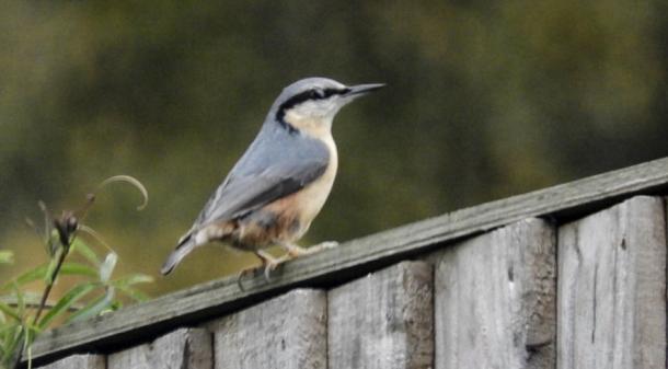 Nuthatch sitting on the fence