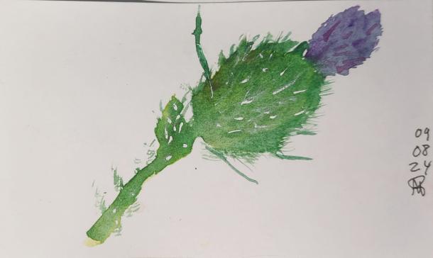 Thistle in watercolour