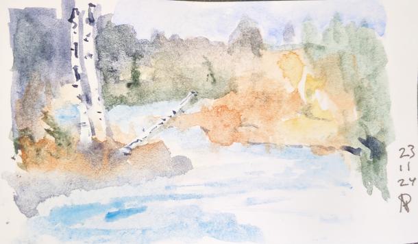 Watercolour of a high bank stream with several birch trees.