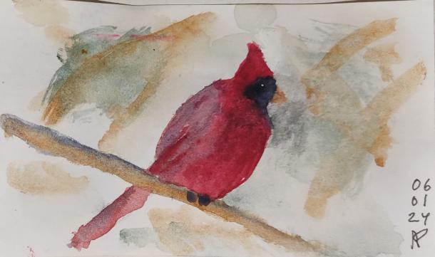 Watercolour painting of a cardinal.