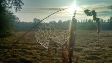 Spider web in the morning sun