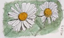 Watercoulour daisies