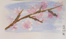 Watercolour Cherry blossom branch.